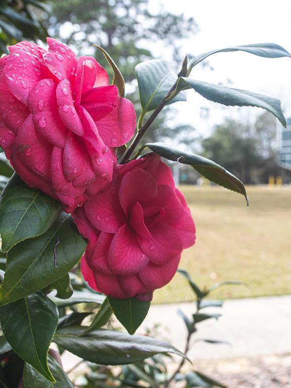 Camellia Flower in front of UWF Science Annex 